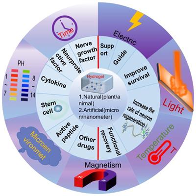 Functionalized hydrogels in neural injury repairing